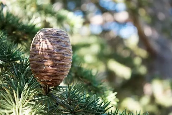 Cedar of Lebanon cone 