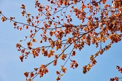 Copper beech leaves
