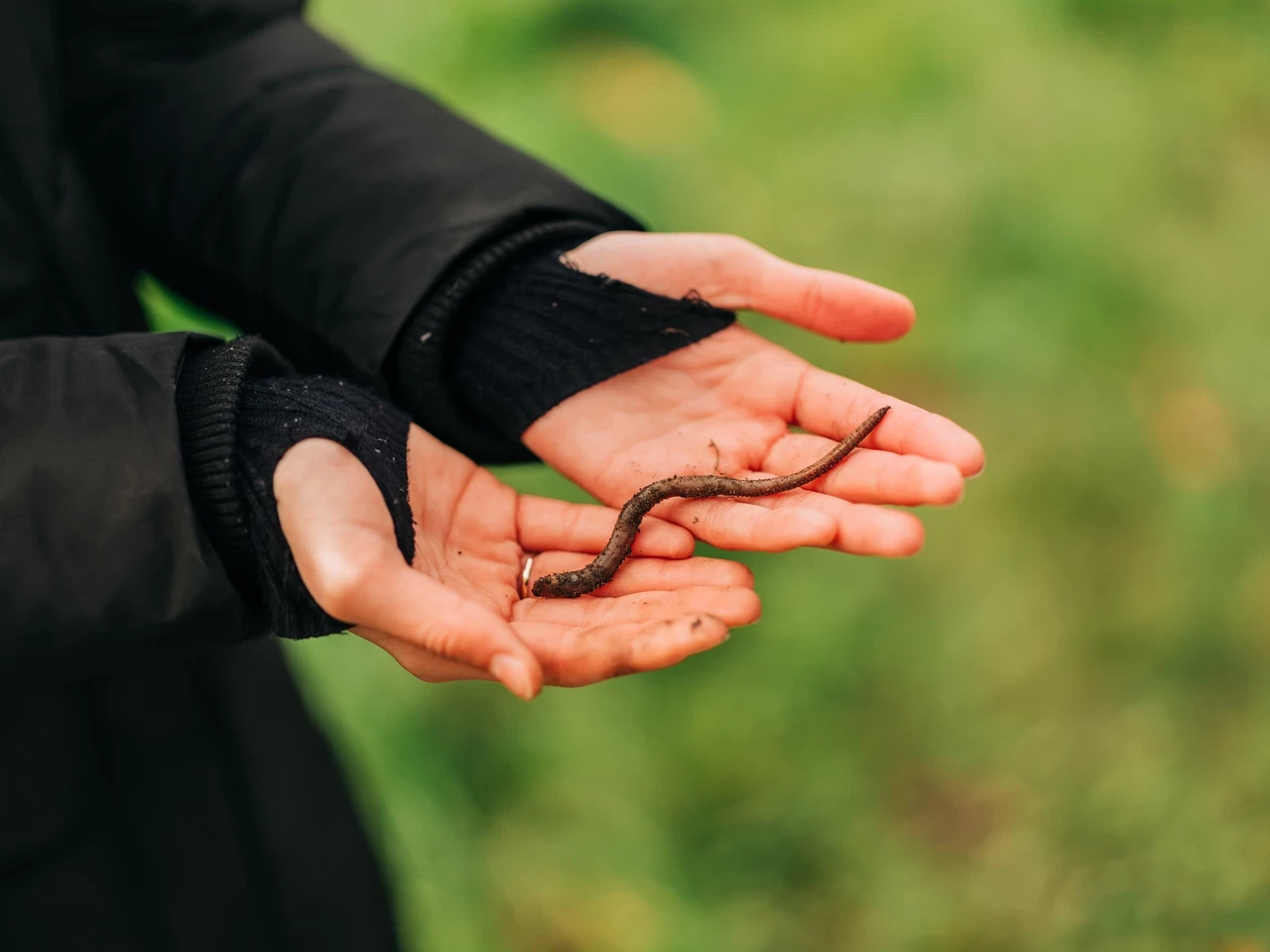 A woman's hands holding a long earthworm