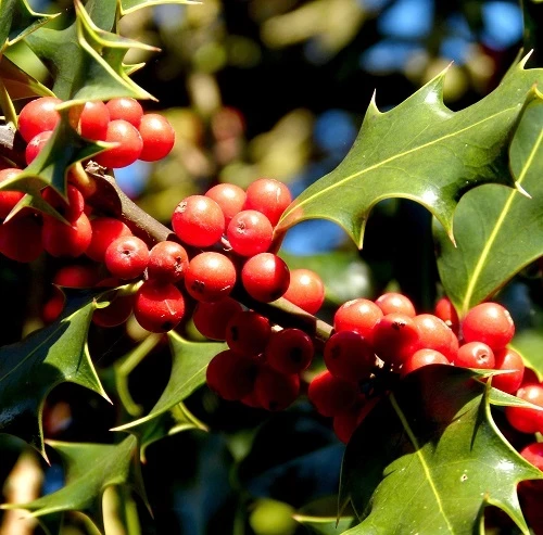 Holly berries 