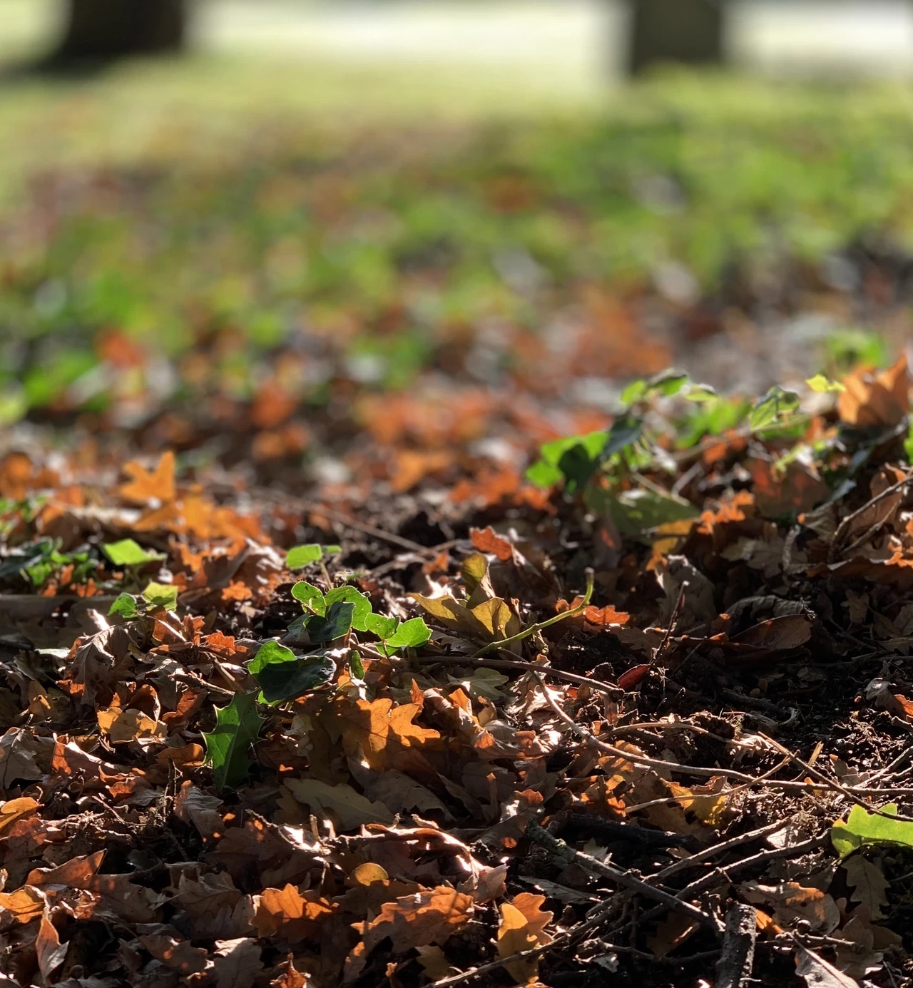 Abundance of autumn leaves on park ground