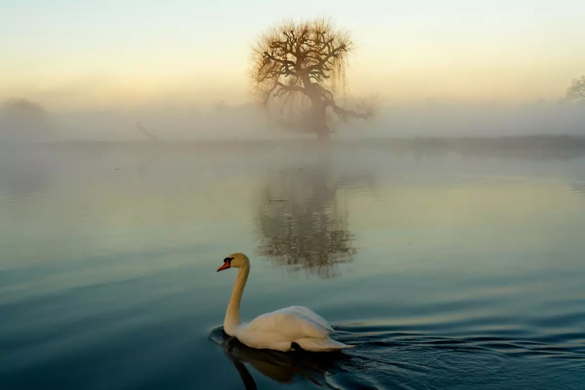 Swan on Longford River in Bushy Park