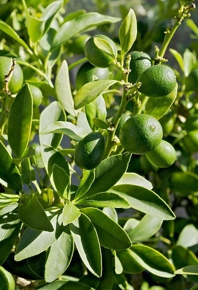 Fortune introduced many new trees, plants and flowers to Europe, including the kumquat.