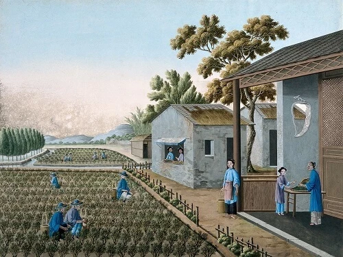 Pickers on a Tea plant in China