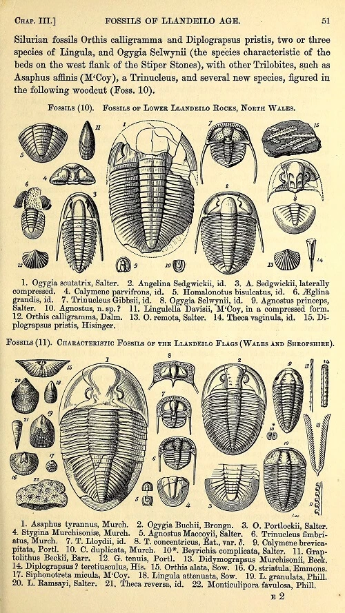 Illustrated page showing fossils