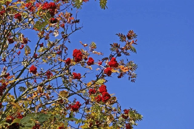 Rowan leaves against blue sky