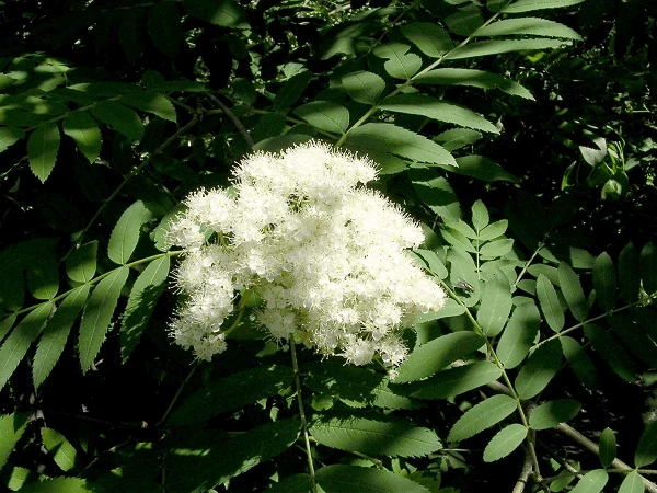 Rowan tree flowers