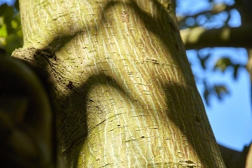 Snake bark maple | The Royal Parks