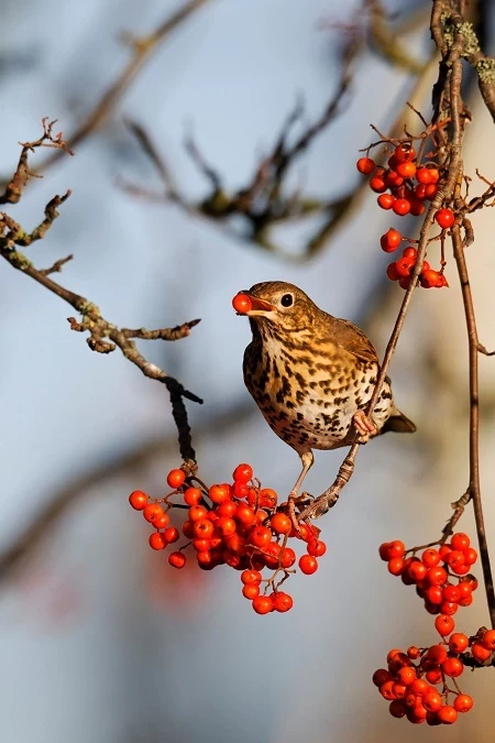 Thrush in a rowan tree