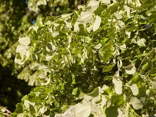 Weeping lime leaves and buds