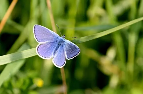common blue butterfly on a blade of grass