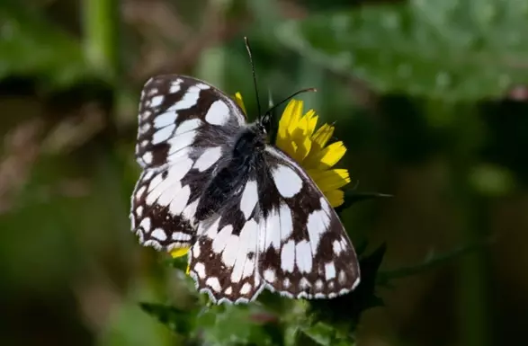marbled white butterfly on yellow flower