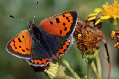 small copper butterfly on a flower