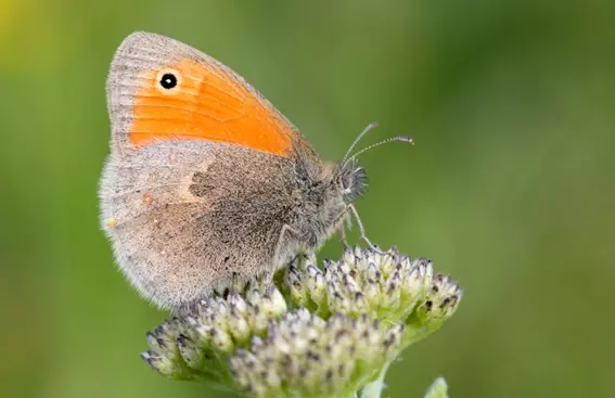 small heath butterfly on a flower
