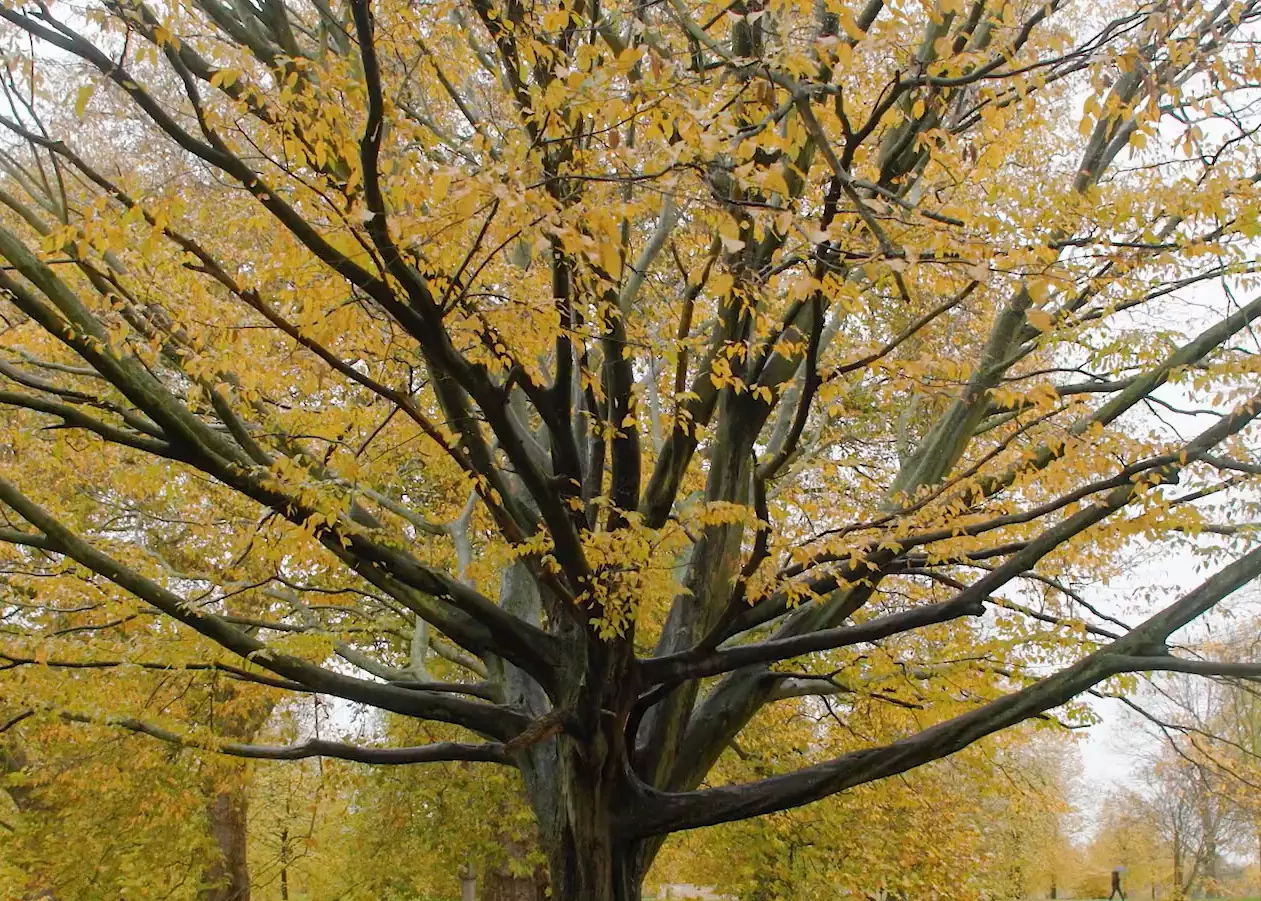 Hornbeam tree in autumn