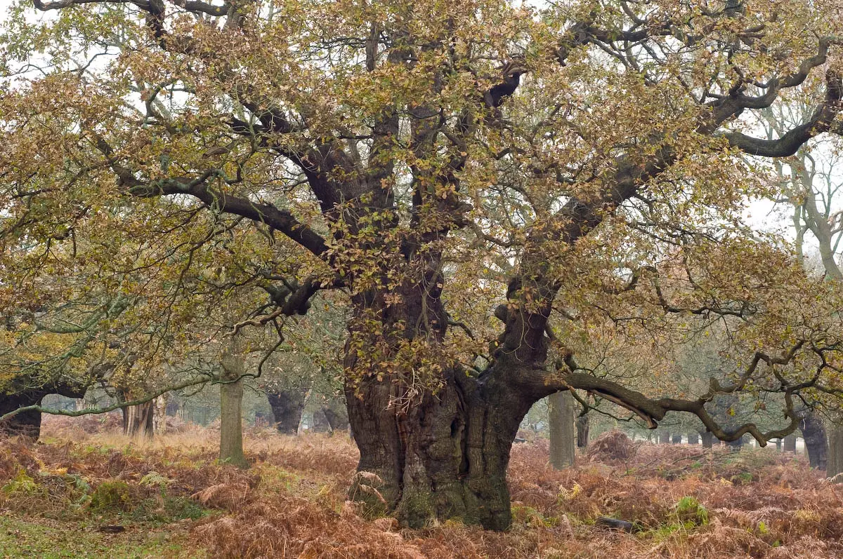 Ancient oak tree in Richmond Park