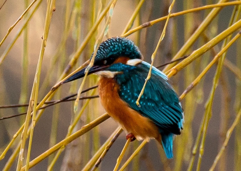 Kingfisher