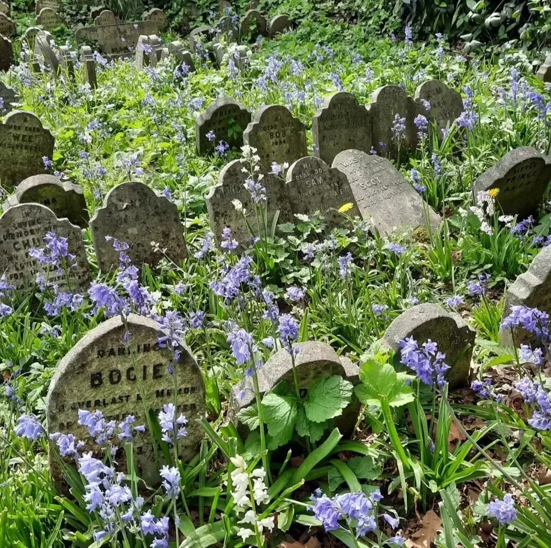 Hyde Park Pet Cemetery in spring