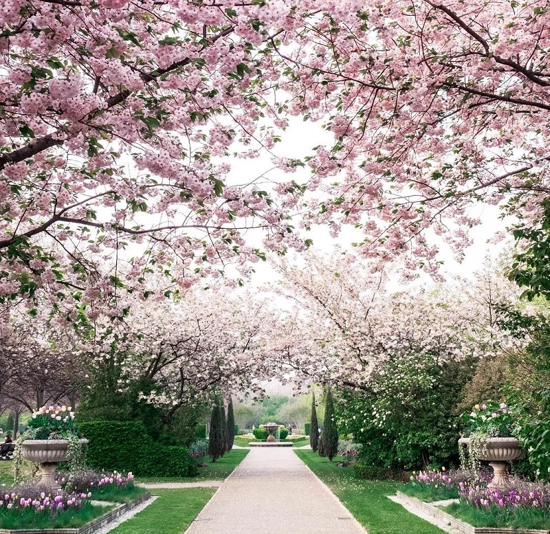 Flowering cherry trees in the Avenue Gardens