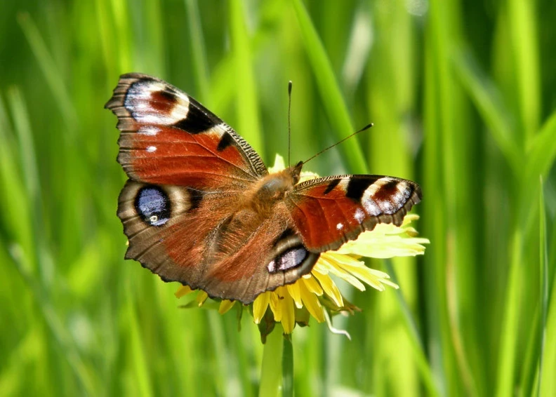 Peacock butterfly