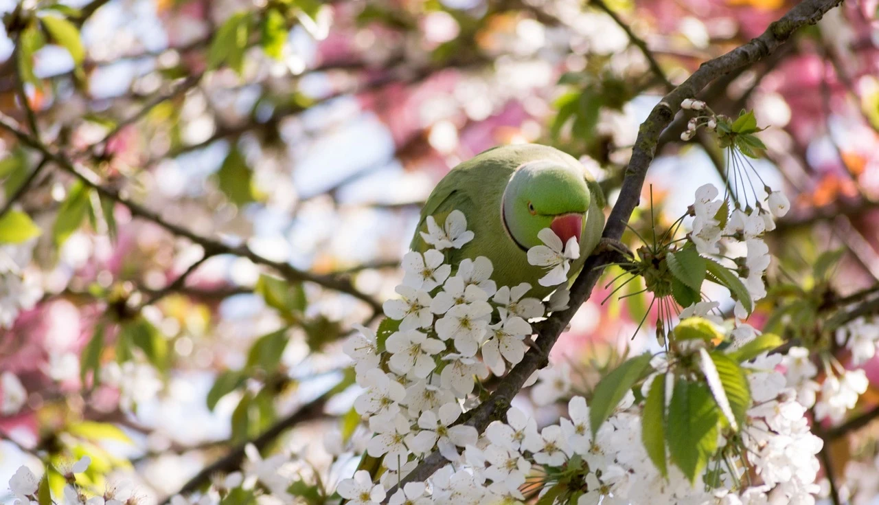 Parrot in a cherry tree