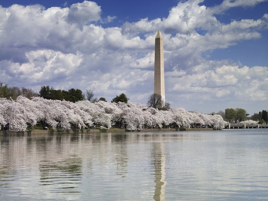 Cherry trees in Washington. Three thousand trees were gifted to the city by the major of Tokyo in 1912.