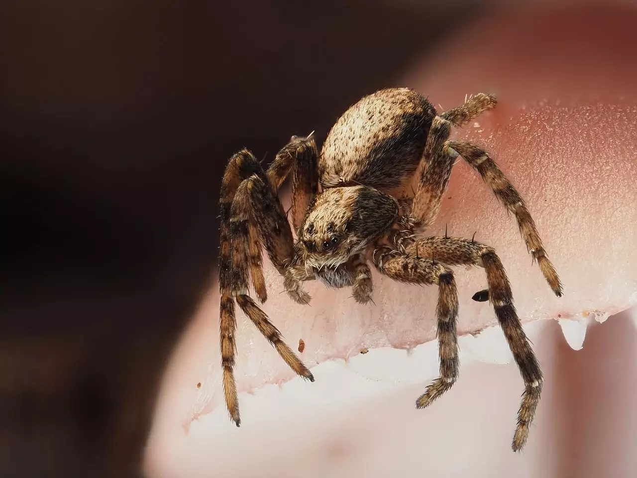 Extreme close up of a tiny crap spider