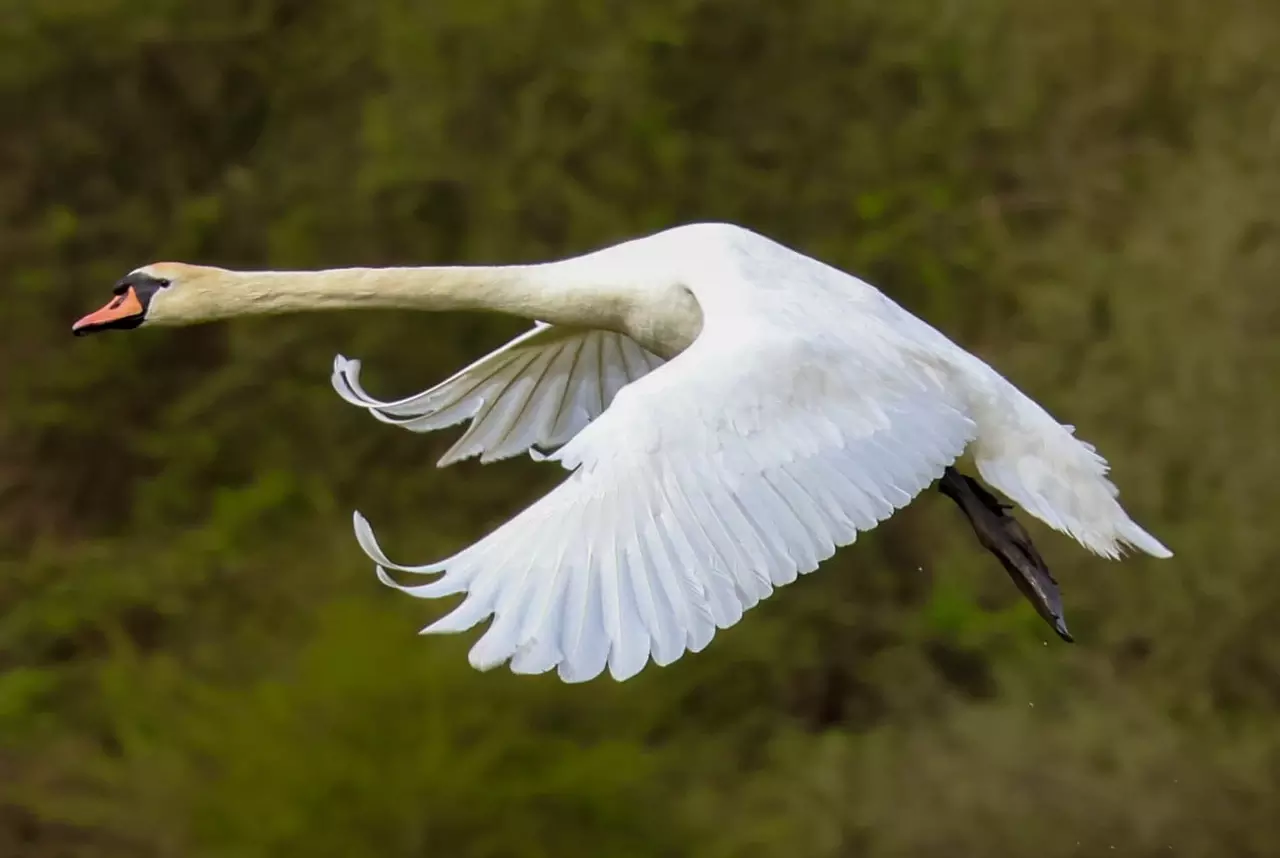 A swan in mid-flight