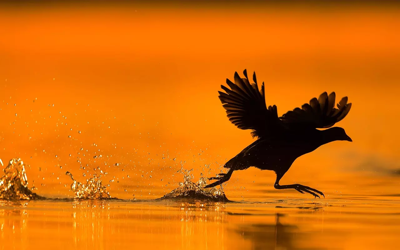 Silhouette of a moorhen running on water