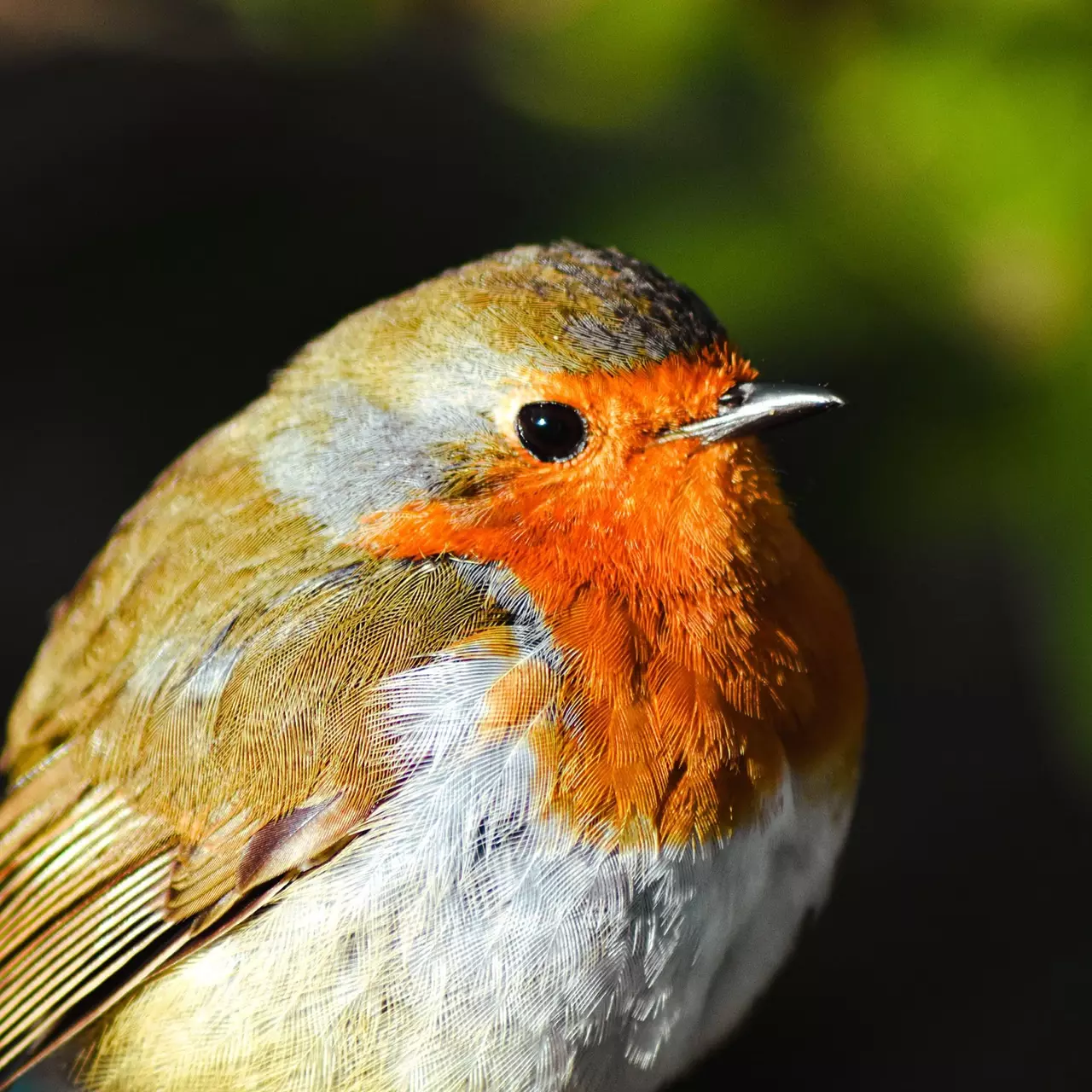 Close-up of a Robin