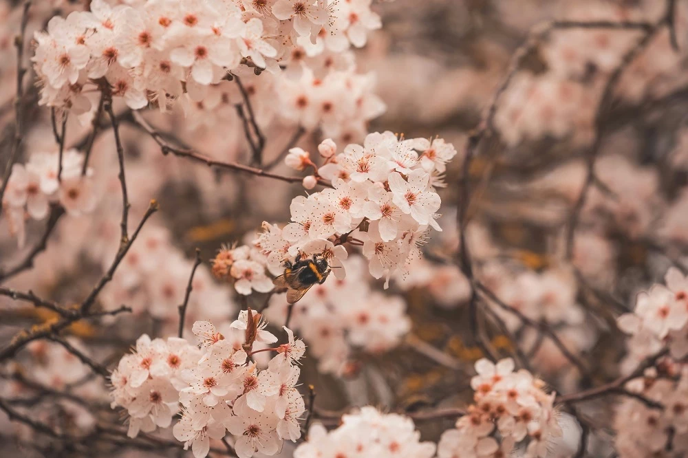 A bumblebee on a Cherry Tree flower