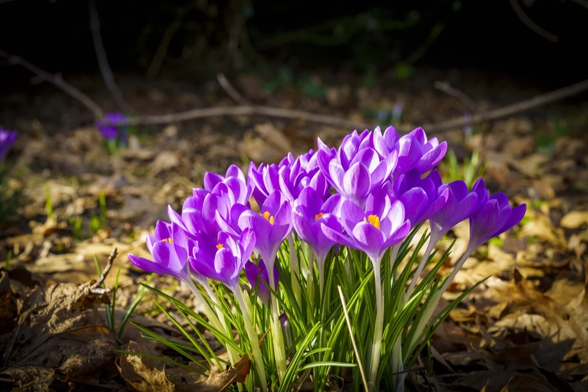 A bunch of crocus in bloom