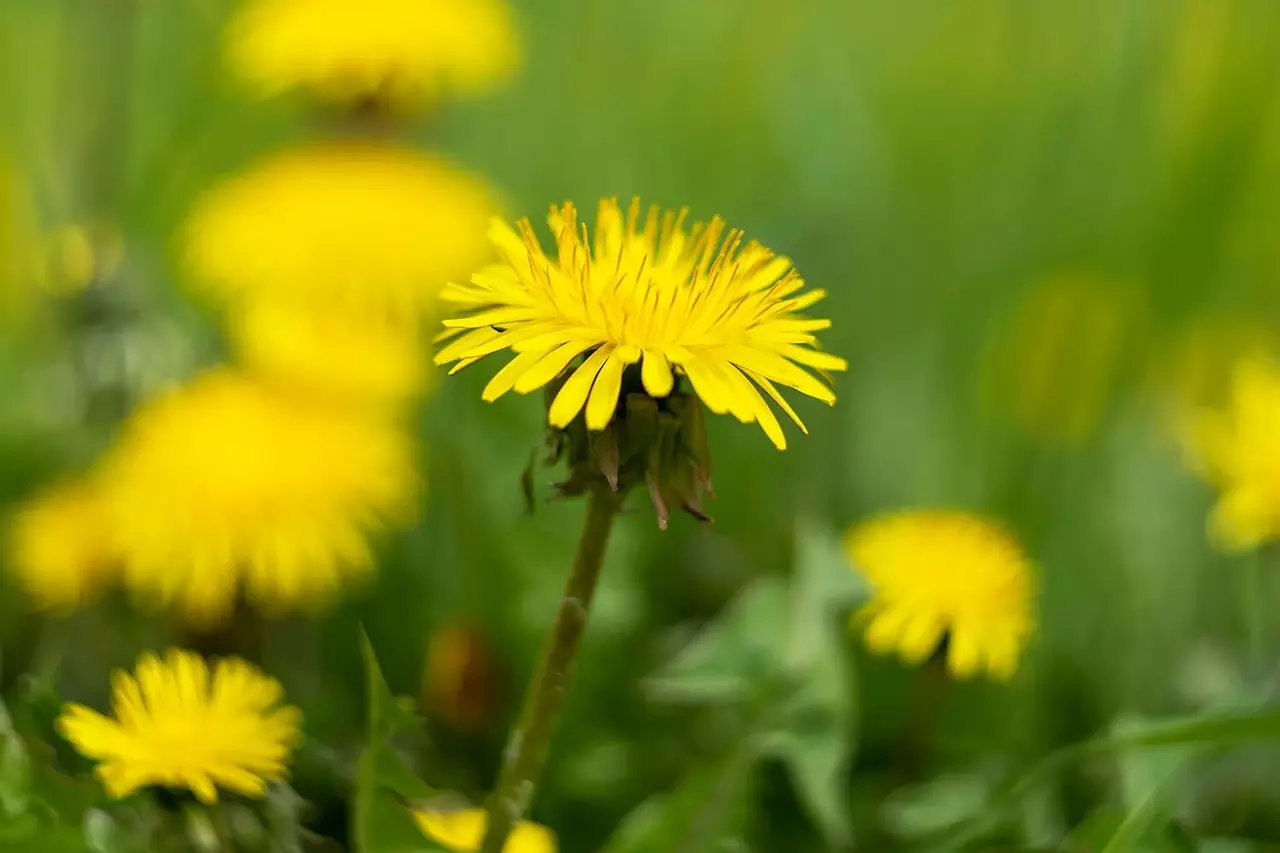 A close up of a Dandelion flower