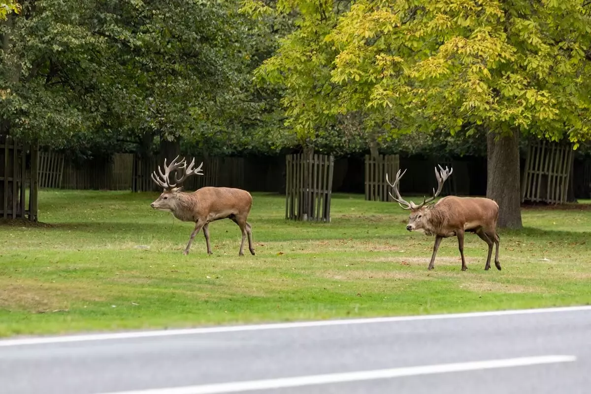 Deer parallel walking in Bushy Park