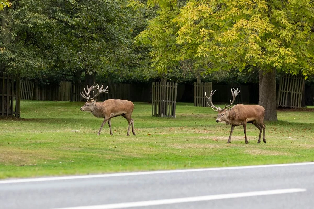 Deer parallel walking in Bushy Park