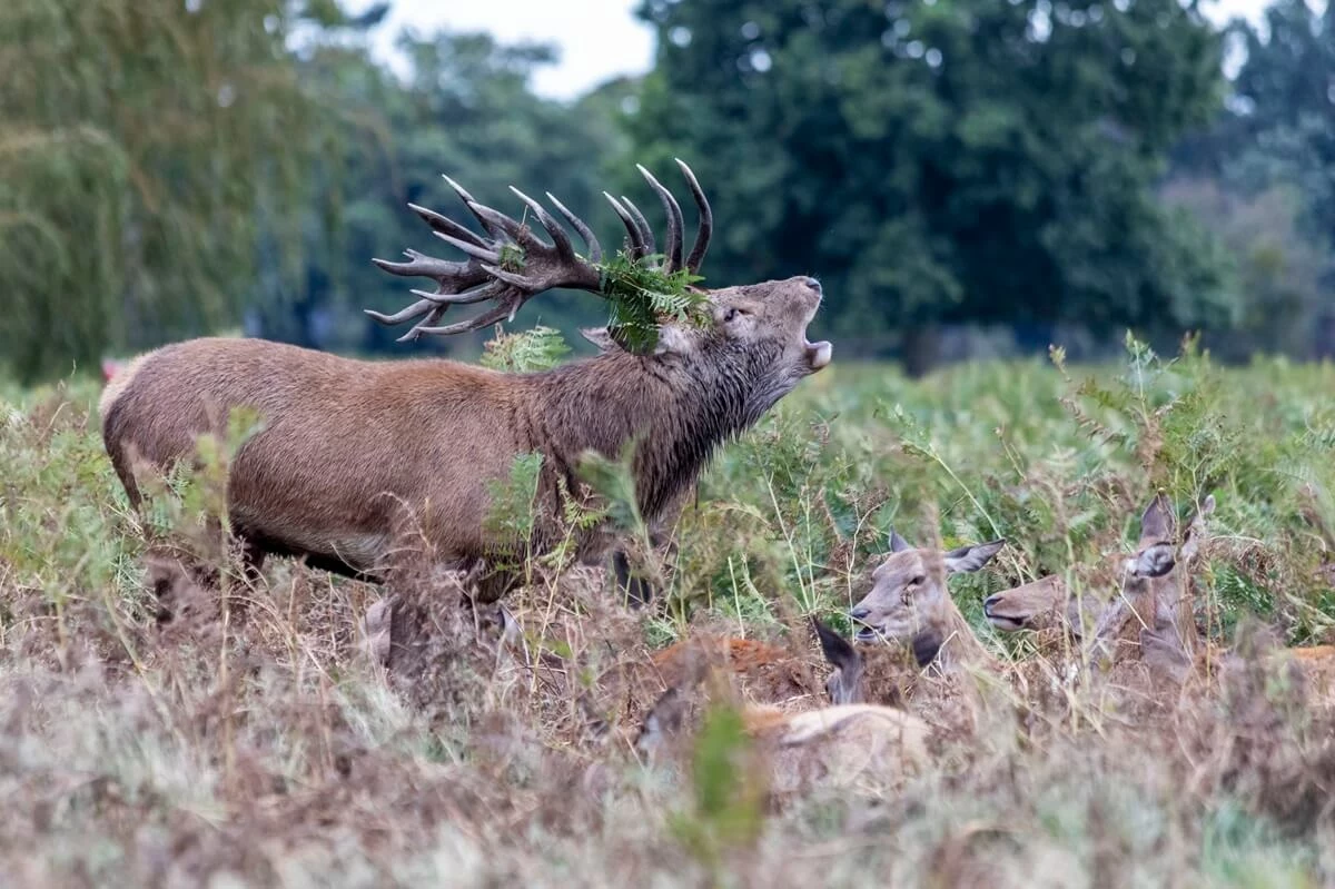 Deer roaring