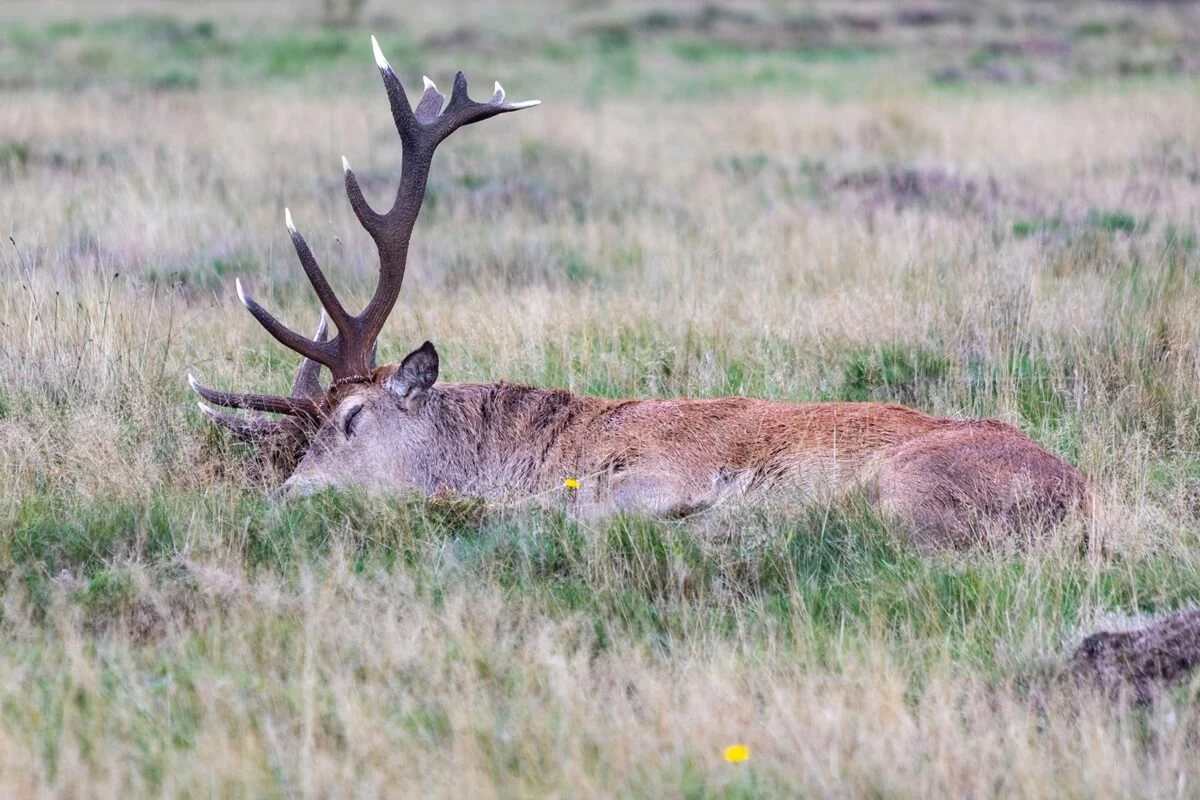 Exhausted deer in Bushy Park