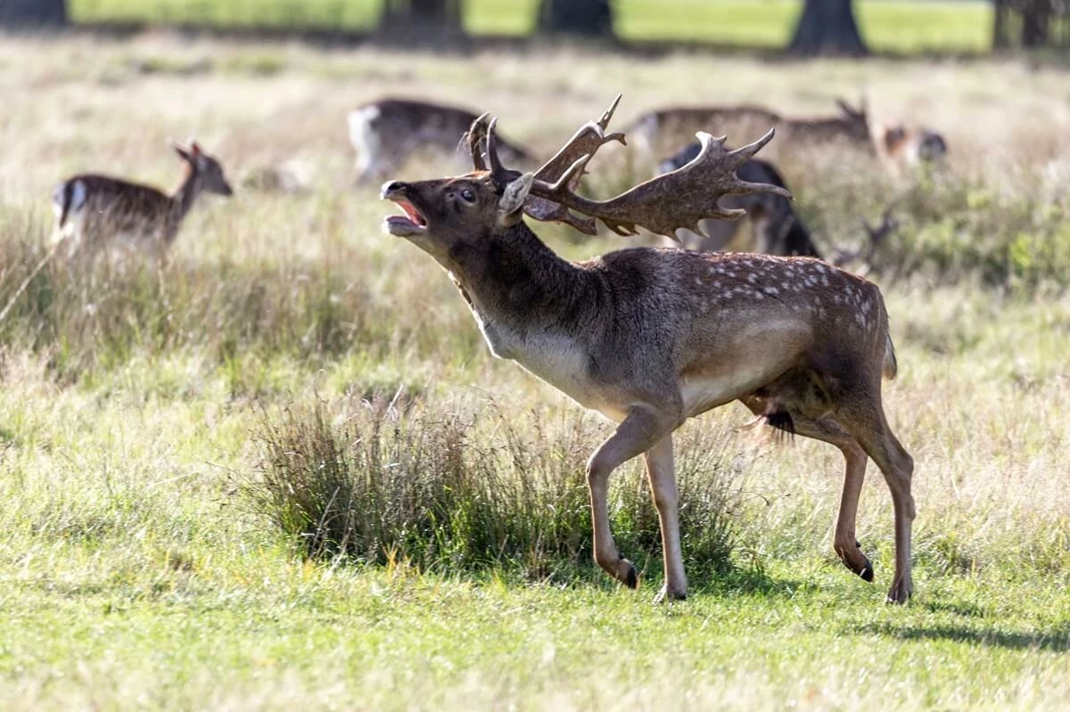 Fallow deer during the rut in Bushy Park