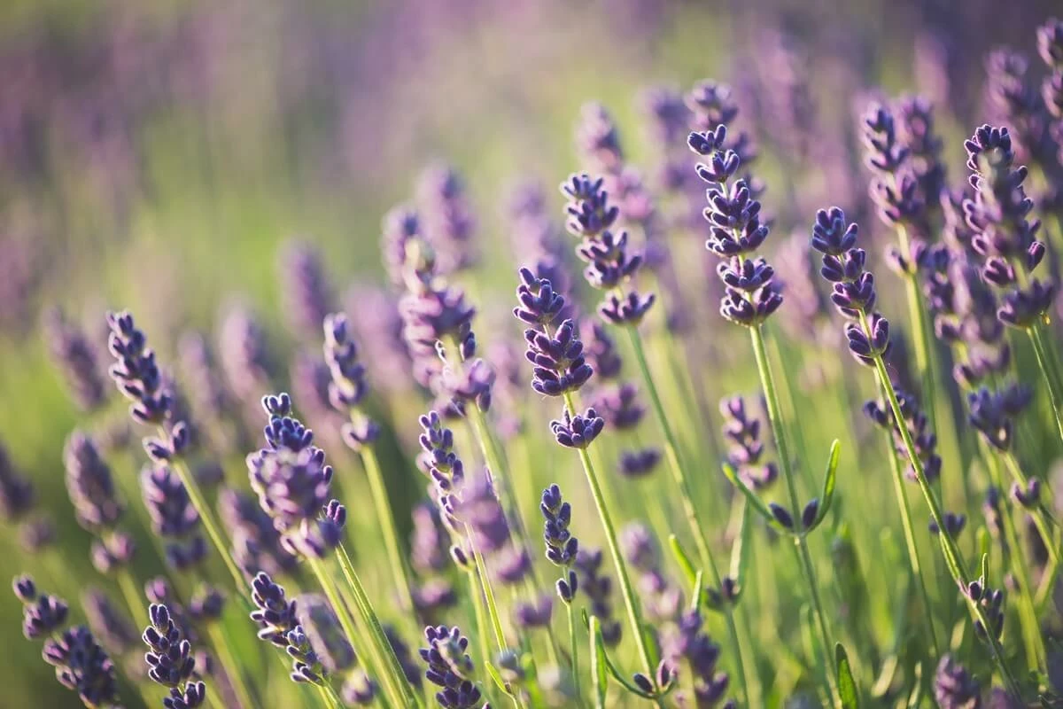 Lavender plants