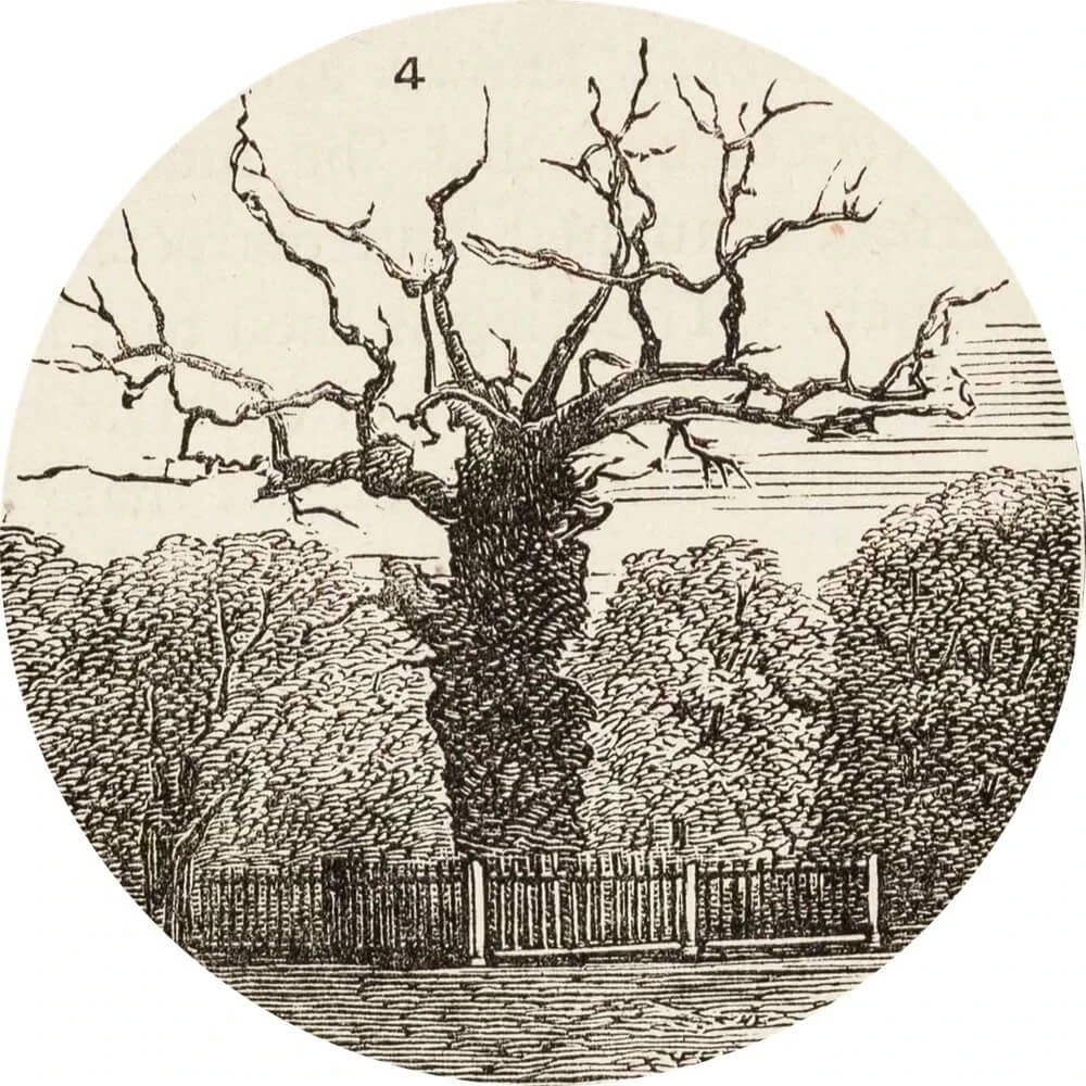 Queen Elizabeth's Oak depicted in an illustration from 1876