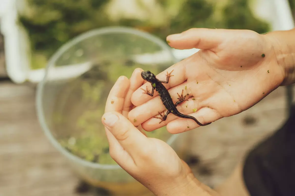 Activities at discovery days field studies council