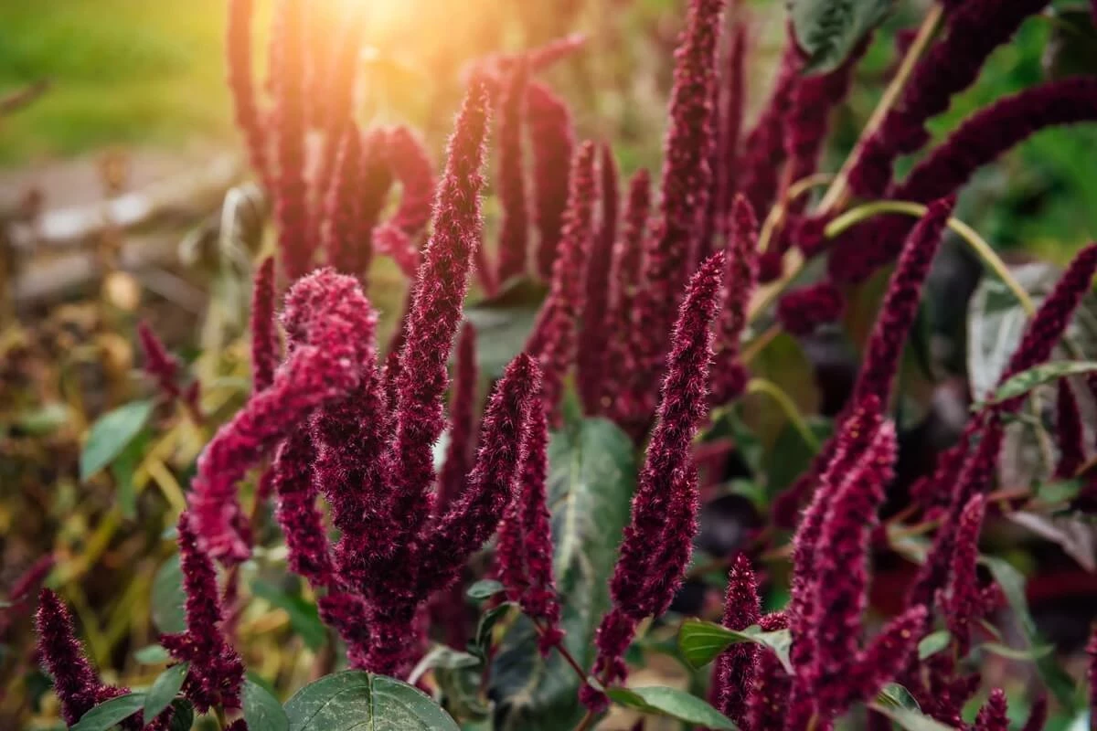 The distinctive flowers of the purple amaranth (Amaranthus cruentus)