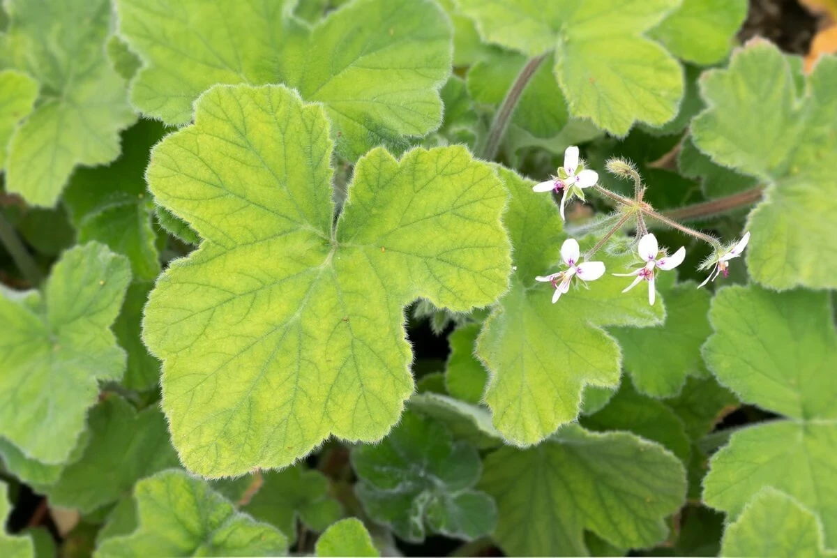 The scented leaves and tiny blossoms of the peppermint geranium