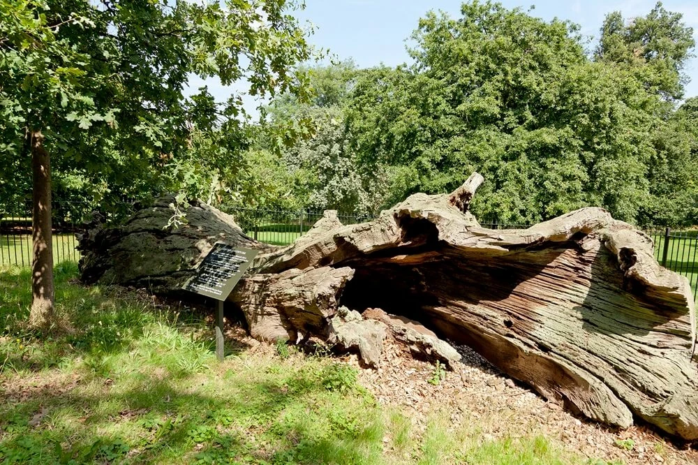 Queen Elizabeth's Oak