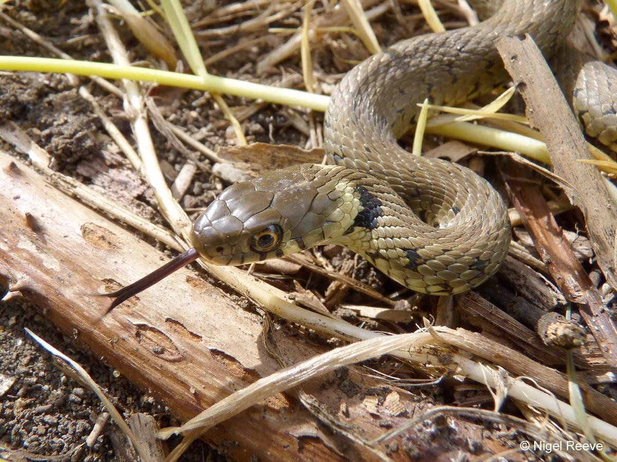 Grass snake in the park