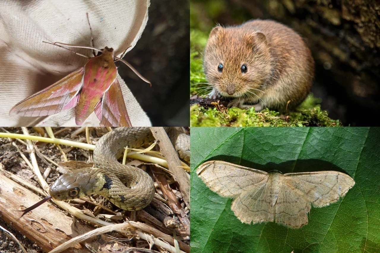 A picture of two moths, a mouse and a grass snake