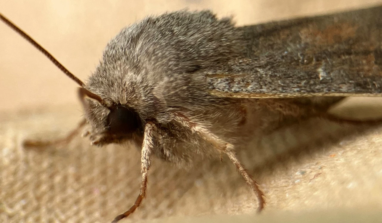 Close up of a moth