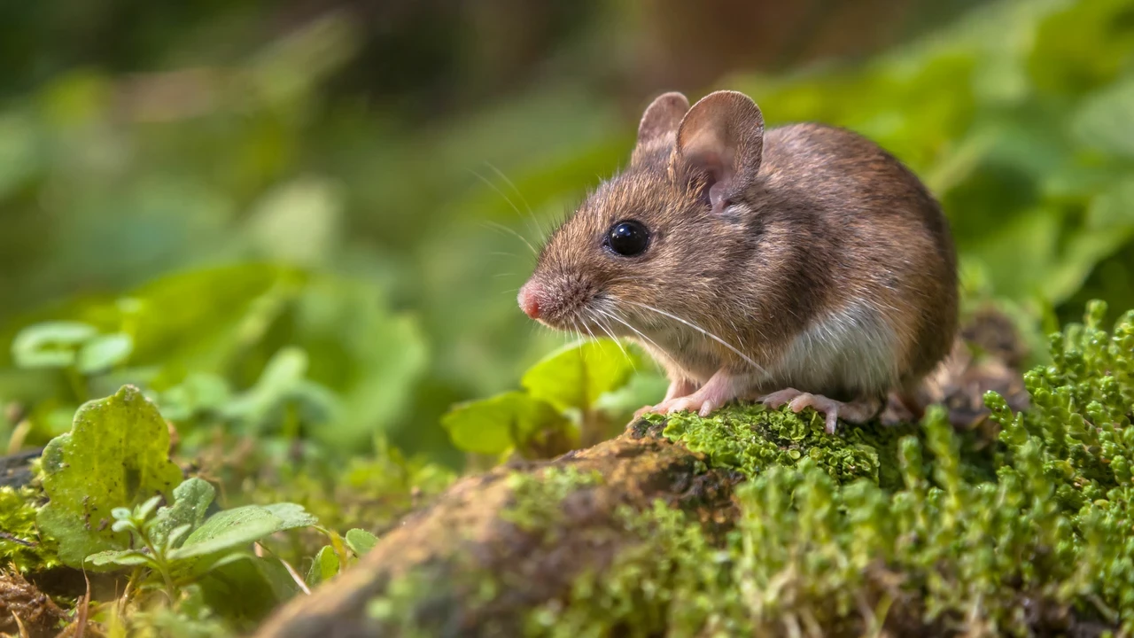 Picture of a Mouse in grass