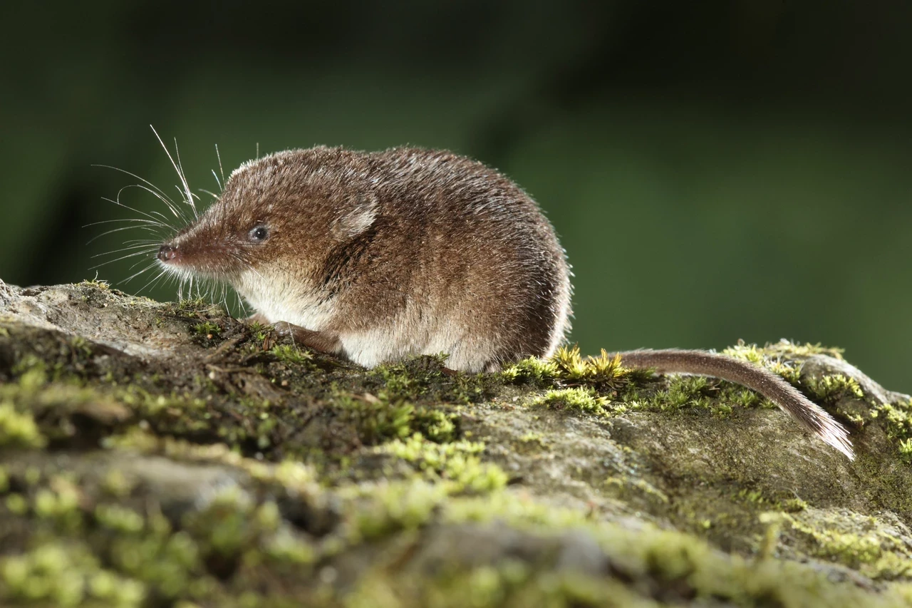 Shrew