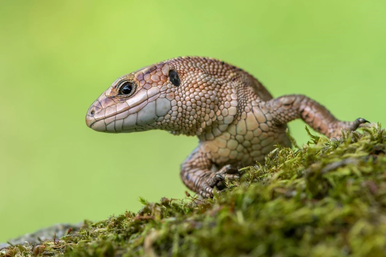 Close up of a lizard